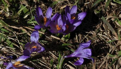 23_Bruchfeld_Krokusse