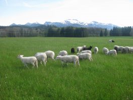 3SchafeLeitenKampenwand