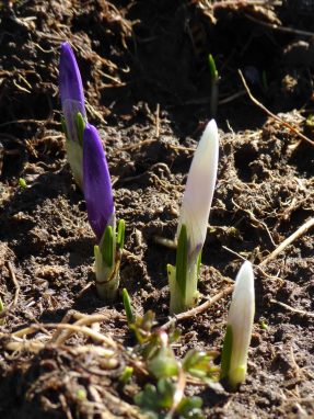 3_Daffner_Alm_Krokusknospen - Kopie