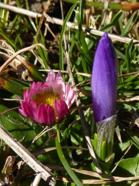 4_Daffner_Alm_Krokusknospe_Gaensebluemchen - Kopie