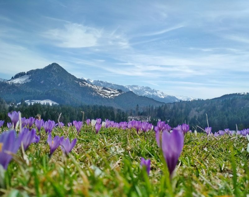 Krokusbluete Daffnerwaldalm