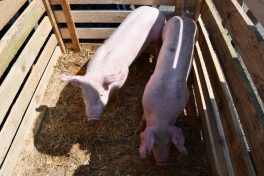 Kubi_Hoerzing_100J_Pferdezucht_180422 (10)