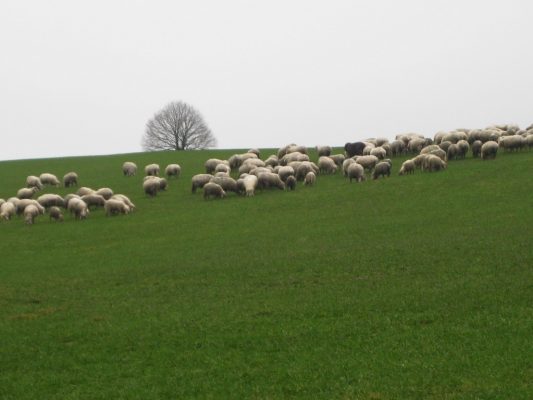 k-1Schafe mit Baum 2