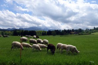 kl Schafe in Hoherting