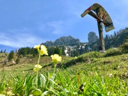 kl-Schluesselblumen mit Kampenwand 2018_Foto H. Reiter