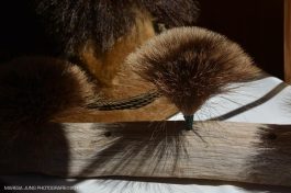 Bild Maresa Jung 2017 4