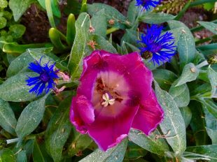 Chiemgauer Blumenentdeckungen (1)