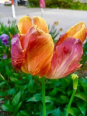 Chiemgauer Blumenentdeckungen (2)