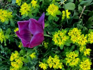 Chiemgauer Blumenentdeckungen (3)