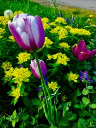 Chiemgauer Blumenentdeckungen (4)