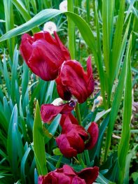 Chiemgauer Blumenentdeckungen (5)