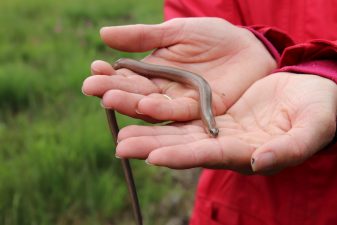 Landschaftspflegeverband_3