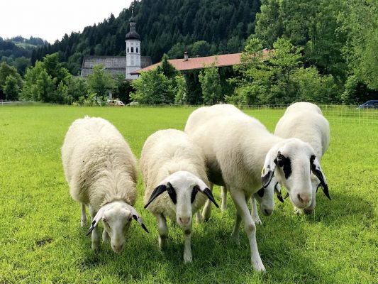 Schafskaelte_Foto H Reiter (1)