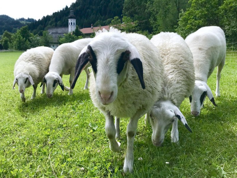 Schafskaelte_Foto H Reiter (2)