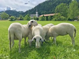 Schafskaelte_Foto H Reiter