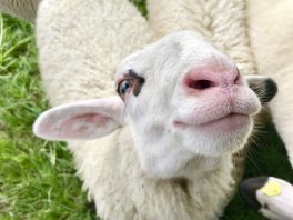 es riecht nicht nach Schafskaelte_Foto H Reiter