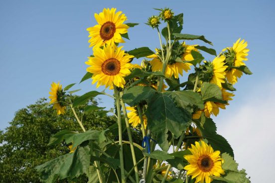 Sonnenblumen (1)