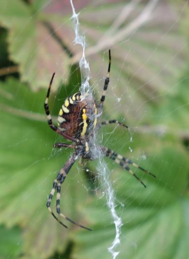 kl-Wespenspinne 2