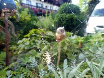kl-Wespenspinne 3