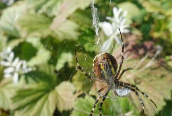 kl-Wespenspinne 4