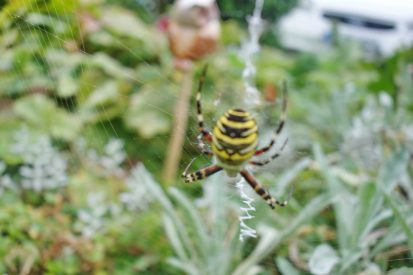 kl-Wespenspinne