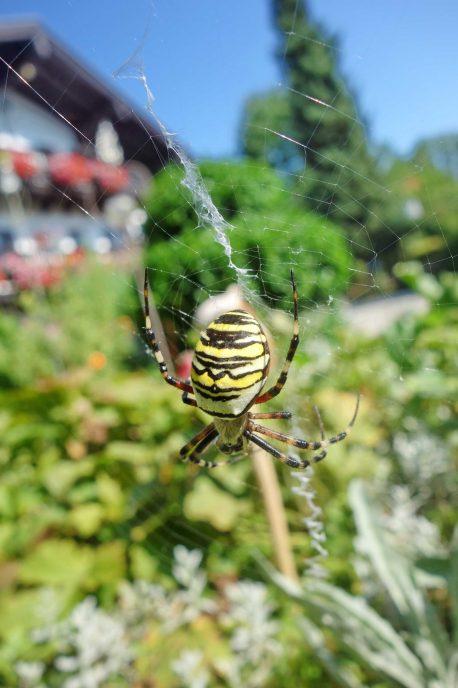 kl-Wespenspinne 6