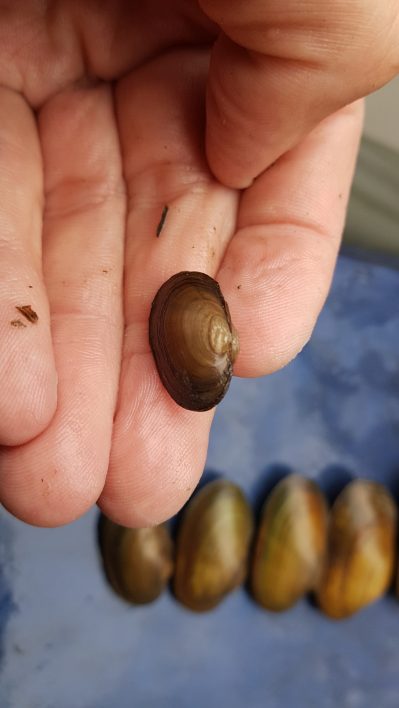 Bachmuscheln_Murn_2018_2