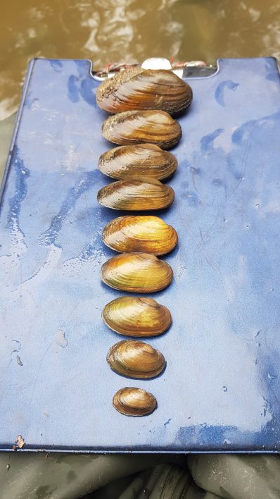 Bachmuscheln_Murn_2018_3
