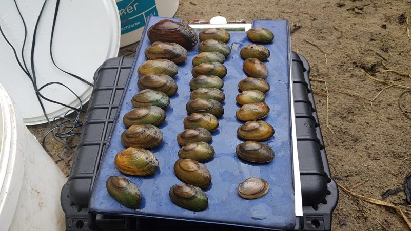 Bachmuscheln_Murn_2018_5