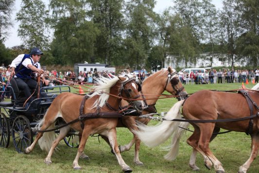Bad Aiblinger Rosstag (1)