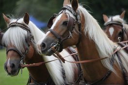 Bad Aiblinger Rosstag (3)