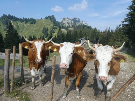 kl-Kuehe mit Hoerner