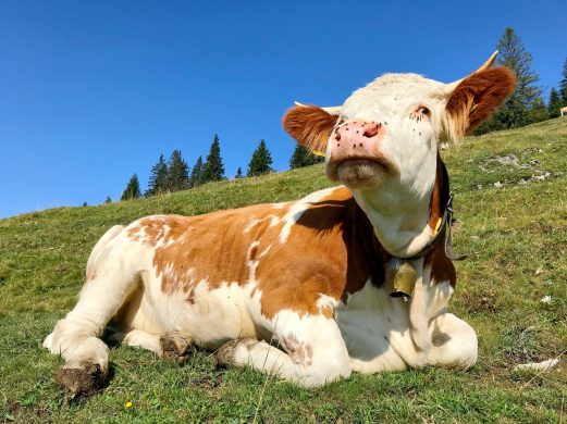 Auf der Nase herumtanzen
