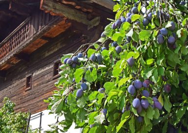 FLM_Glentleiten_Zwetschgen