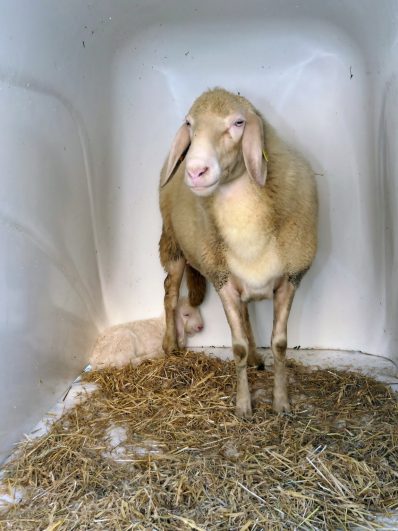 P001Schmankerlstraße