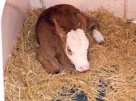 P26SchmankerlstraßeRosenheim