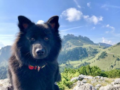 Spitze Zunge auf vier Pfoten 2018_Foto H Reiter