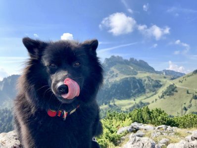 Spitze Zunge auf vier Pfoten_Foto H Reiter