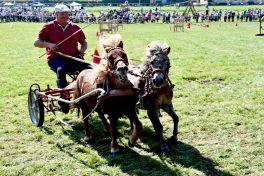 kl-Kubi_180916_Prien_Pferdetag (1)