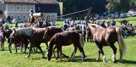 kl-Kubi_180916_Prien_Pferdetag (10)