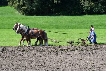 kl-Kubi_180916_Prien_Pferdetag (22)