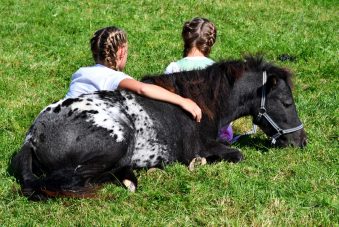 kl-Kubi_180916_Prien_Pferdetag (23)