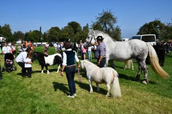 kl-Kubi_180916_Prien_Pferdetag (25)