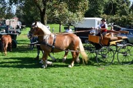 kl-Kubi_180916_Prien_Pferdetag (30)