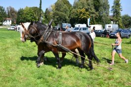 kl-Kubi_180916_Prien_Pferdetag (31)