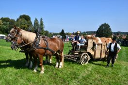 kl-Kubi_180916_Prien_Pferdetag (32)