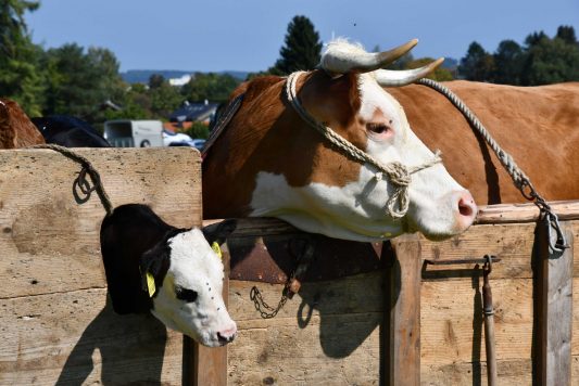 kl-Kubi_180916_Prien_Pferdetag (33)