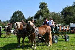 kl-Kubi_180916_Prien_Pferdetag (34)