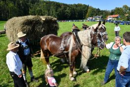 kl-Kubi_180916_Prien_Pferdetag (35)