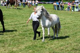 kl-Kubi_180916_Prien_Pferdetag (38)